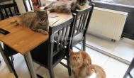 Cat Café - Révay utca Budapest - Egyéb