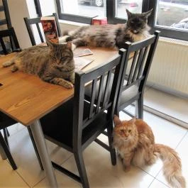 Cat Café - Révay utca Budapest - Egyéb