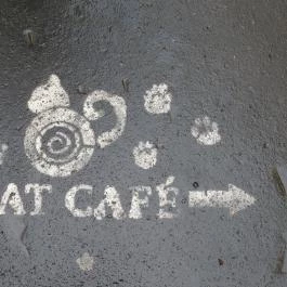 Cat Café - Révay utca Budapest - Egyéb