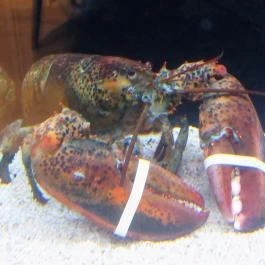 Caviar & Bull Budapest - Belső