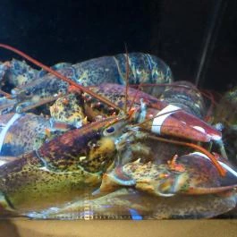 Caviar & Bull Budapest - Belső