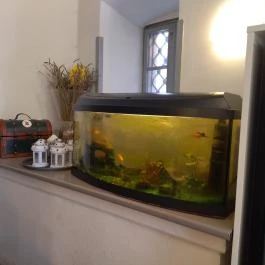 Centrum Fagylalt & Ice Cream, Szentendre - Belső