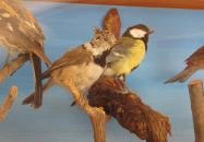 Bechtold István Természetvédelmi Látogatóközpont Kőszeg