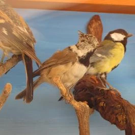 Bechtold István Természetvédelmi Látogatóközpont, Kőszeg - 