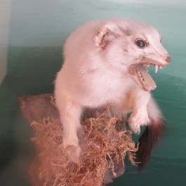 Bechtold István Természetvédelmi Látogatóközpont, Kőszeg - 