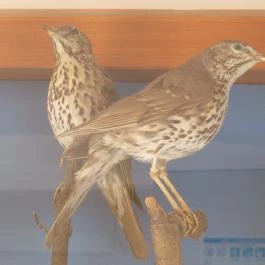 Bechtold István Természetvédelmi Látogatóközpont, Kőszeg - 