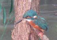 Bechtold István Természetvédelmi Látogatóközpont Kőszeg