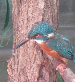 Bechtold István Természetvédelmi Látogatóközpont