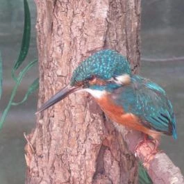 Bechtold István Természetvédelmi Látogatóközpont, Kőszeg - 