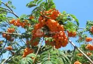 Bechtold István Természetvédelmi Látogatóközpont Kőszeg