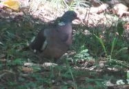 Chernel-kert Kőszeg