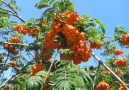 Chernel-kert Kőszeg