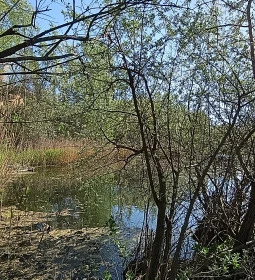 Cinkotai bányató 