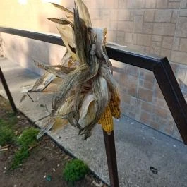 Csikó Borozó Lajosmizse - Egyéb