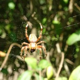 Csillagösvény Élménypark Ópusztaszer - Egyéb