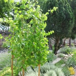 ODA Budapest - Külső kép