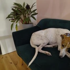 Dehogynem Kávéműhely Budapest - Egyéb