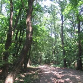 Drégely vára Drégelypalánk - Egyéb