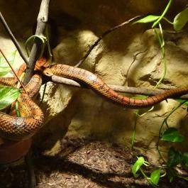 Dzsungel Kávézó & Étterem, Budapest - Belső