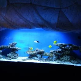 Dzsungel Kávézó & Étterem, Budapest - Belső