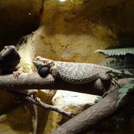 Dzsungel Kávézó & Étterem, Budapest - Belső