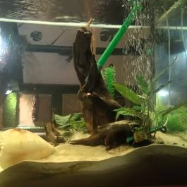 Dzsungel Kávézó & Étterem, Budapest - Belső