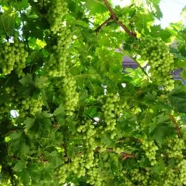 Édeske Cukrász Műhelye, Nagymaros - Egyéb