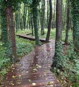 Égerösvény Zalakaros