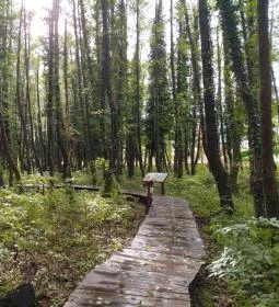 Égerösvény Zalakaros