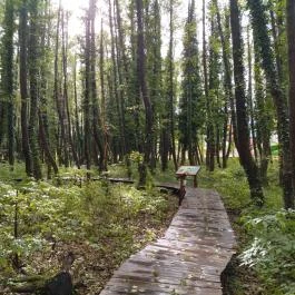 Égerösvény Zalakaros Zalakaros - Egyéb