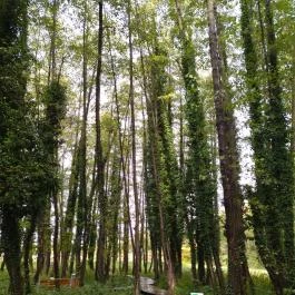 Égerösvény Zalakaros Zalakaros - Egyéb