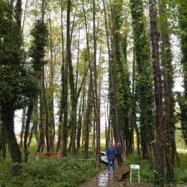 Égerösvény Zalakaros Zalakaros - Egyéb