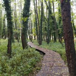 Égerösvény Zalakaros Zalakaros - Egyéb