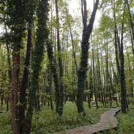 Égerösvény Zalakaros Zalakaros - Egyéb