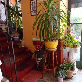 Elisabeth Étterem Szentendre - Belső