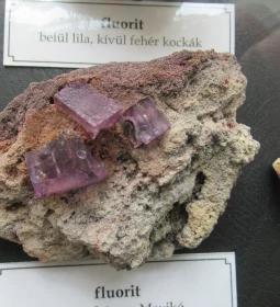 ELTE Természetrajzi Múzeum 