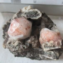 ELTE Természetrajzi Múzeum Budapest - Egyéb