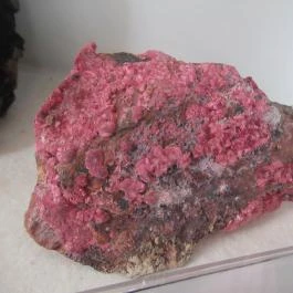 ELTE Természetrajzi Múzeum Budapest - Egyéb