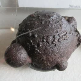 ELTE Természetrajzi Múzeum Budapest - Egyéb