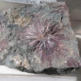 ELTE Természetrajzi Múzeum Budapest - Egyéb