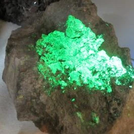 ELTE Természetrajzi Múzeum Budapest - Egyéb