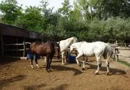 Emese Park Szigethalom