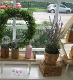 Emma - Minden ami Süti