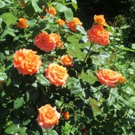 ELTE Füvészkert Budapest - Egyéb