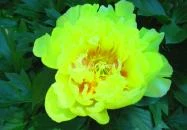 ELTE Füvészkert Budapest