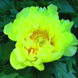 ELTE Füvészkert Budapest - Egyéb