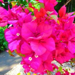 ELTE Füvészkert Budapest - Egyéb