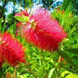 ELTE Füvészkert Budapest - Egyéb