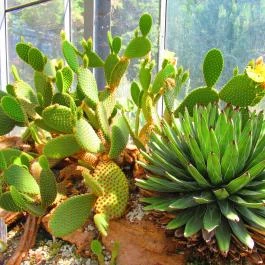 ELTE Füvészkert Budapest - Egyéb