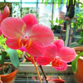 ELTE Füvészkert Budapest - Egyéb